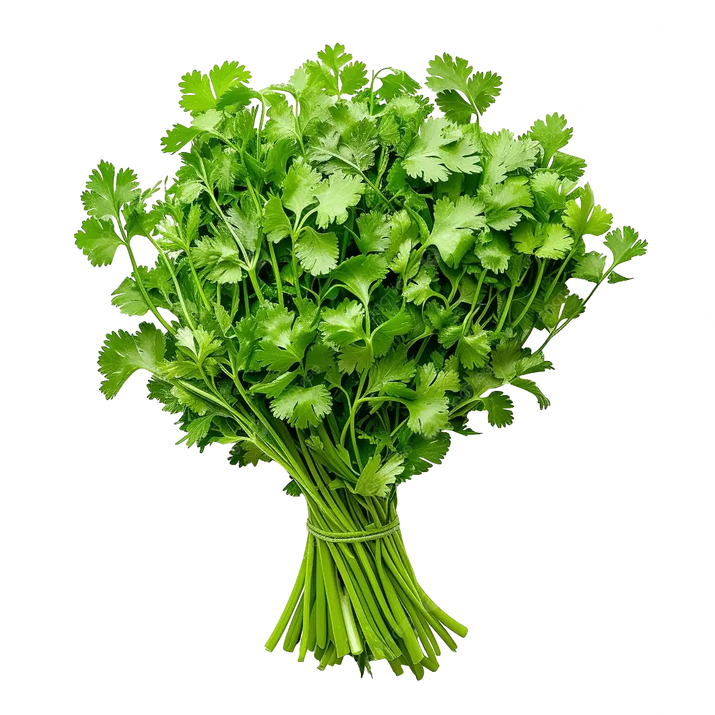 Coriander