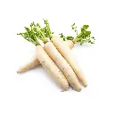 Radish White