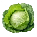 Cabbage